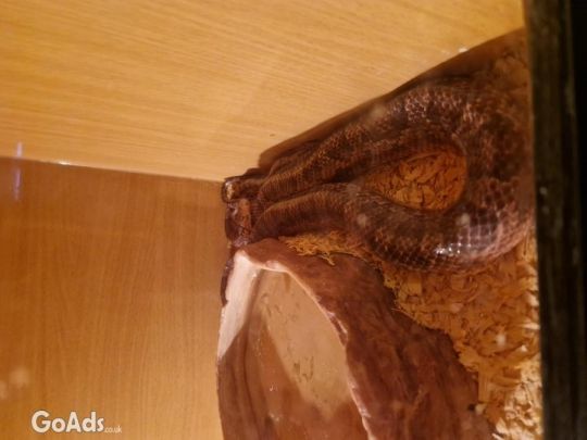 Male corn snake