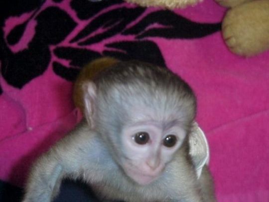 Male & female Capuchin monkeys ready for good homes
