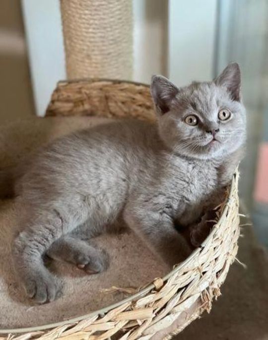 Male kittens british shorthair rear blue