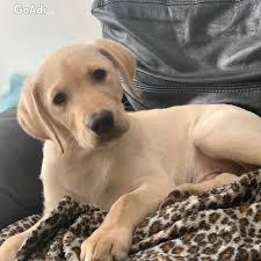 Male Labrador retriever puppy in need of a new family 