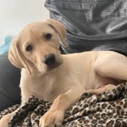 Male Labrador retriever puppy in need of a new family