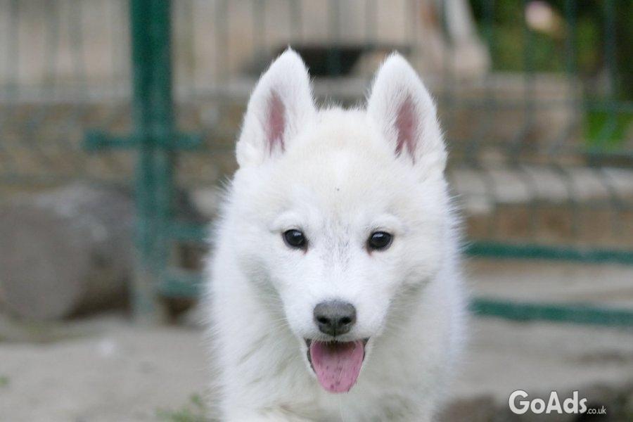 Male Siberian Husky Puppy for Sale – Your Perfect Companion!