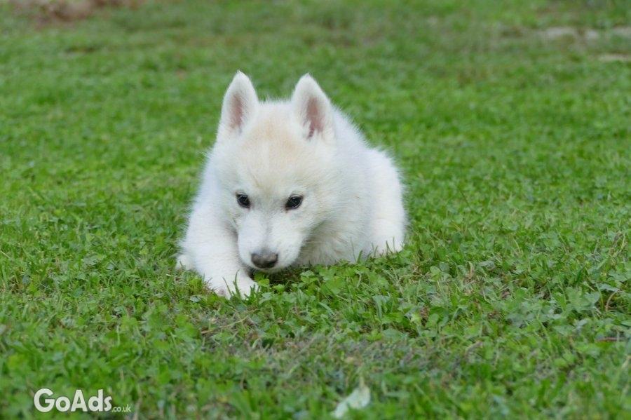 Male Siberian Husky Puppy for Sale – Your Perfect Companion!