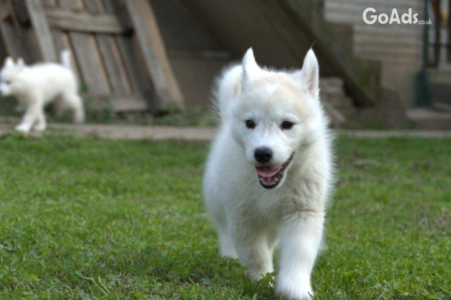 Male Siberian Husky Puppy for Sale – Your Perfect Companion!