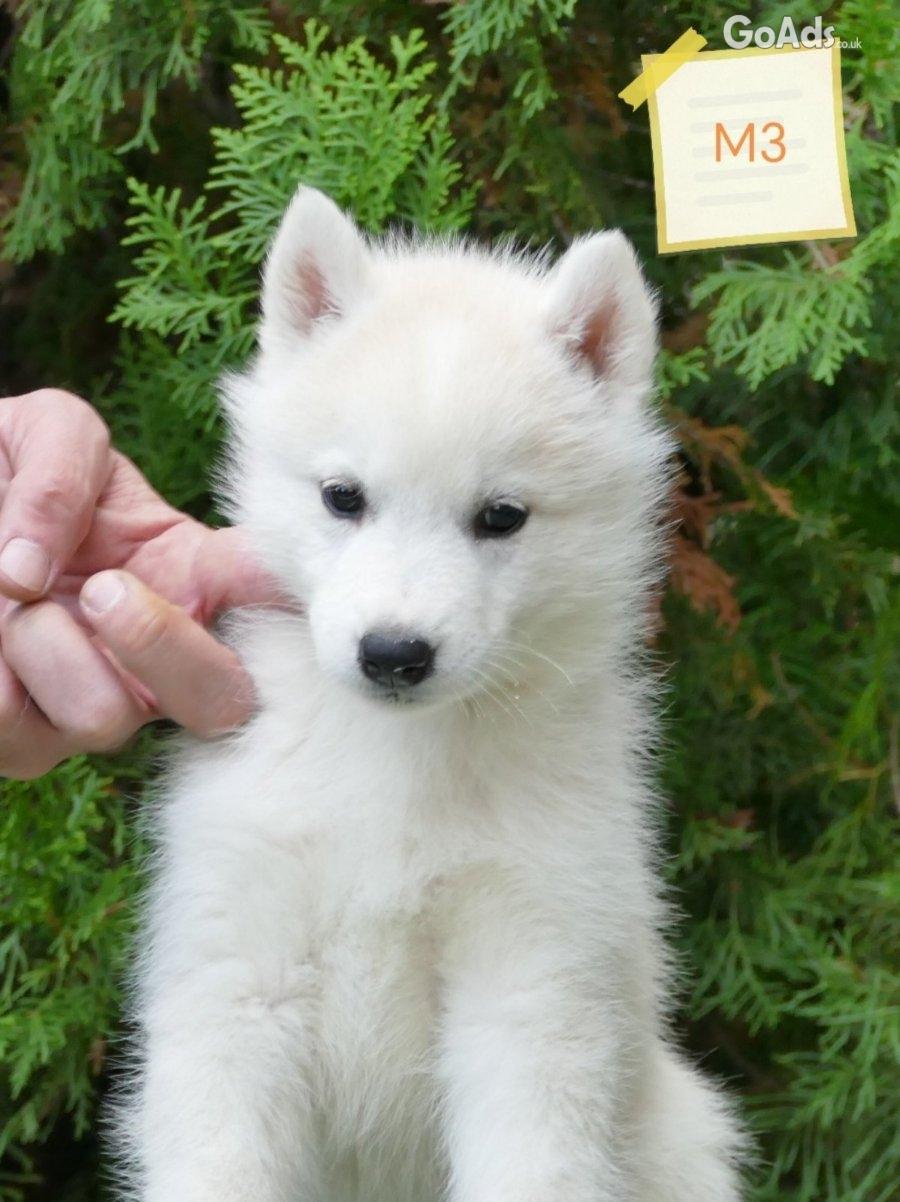 Male Siberian Husky Puppy for Sale – Your Perfect Companion!