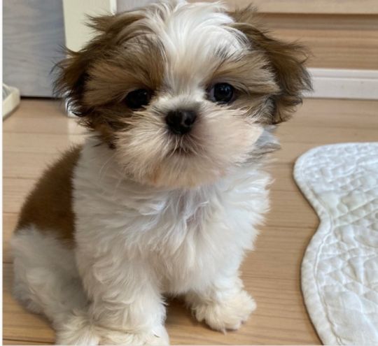 Males and females Shih Tzu puppies  for sale