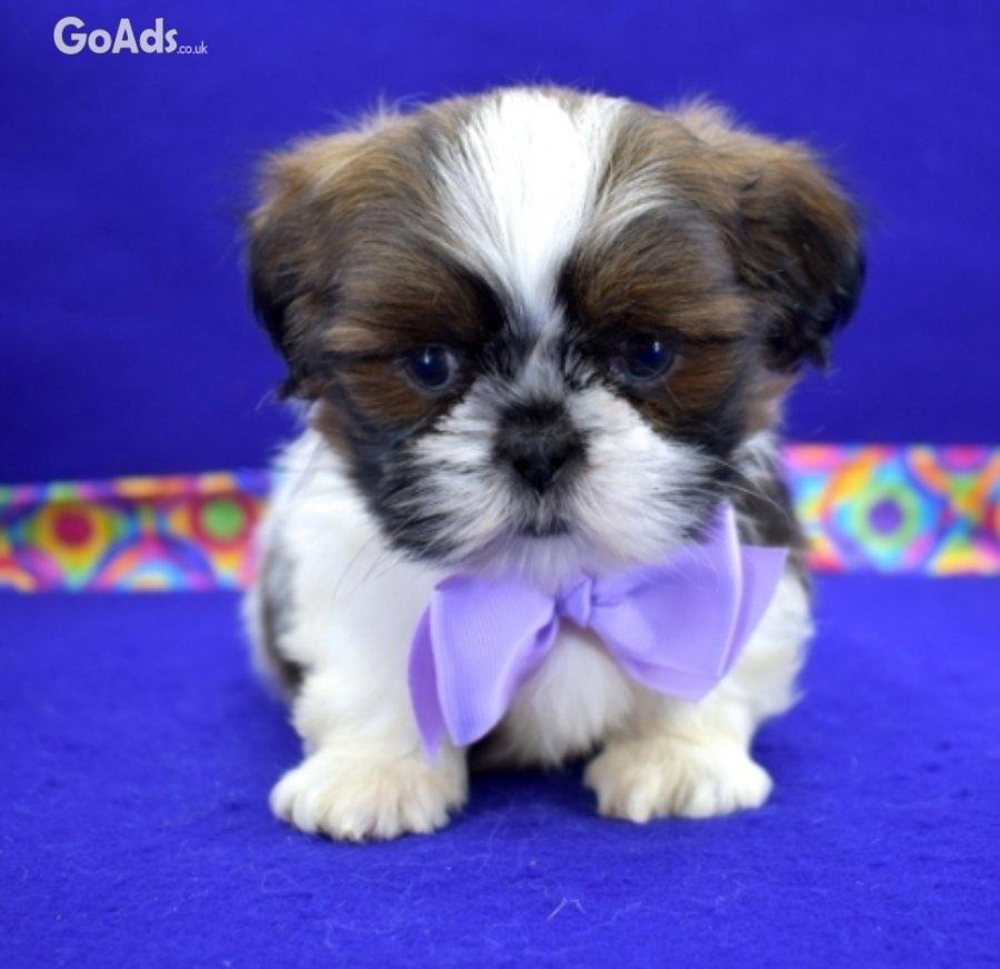 Males and females Shih Tzu puppies for sale