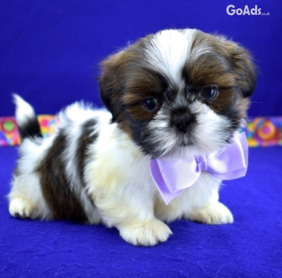 Males and females Shih Tzu puppies for sale