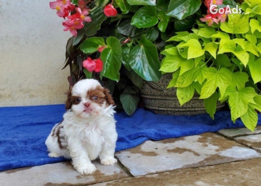 Males and females Shih Tzu puppies for sale