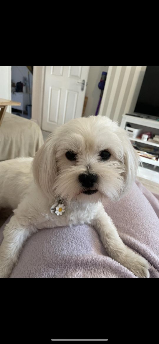 Malshi girl maggie