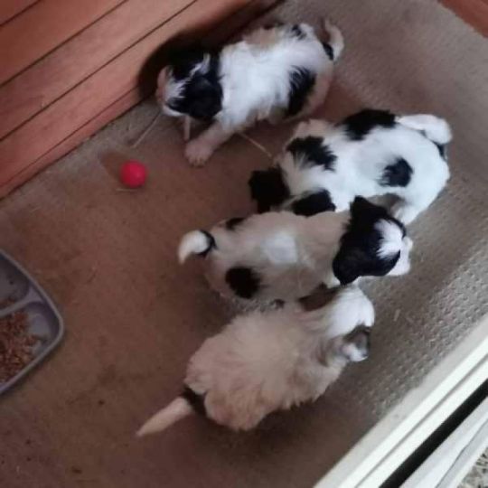 Malshi puppies for adoption sale