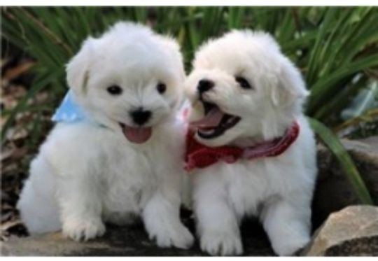 Maltese Puppies Available