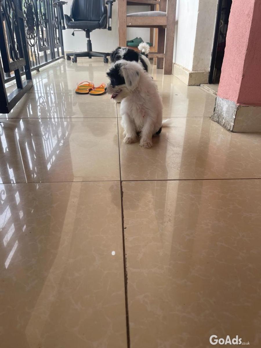 Maltese puppies for rehoming and adoption