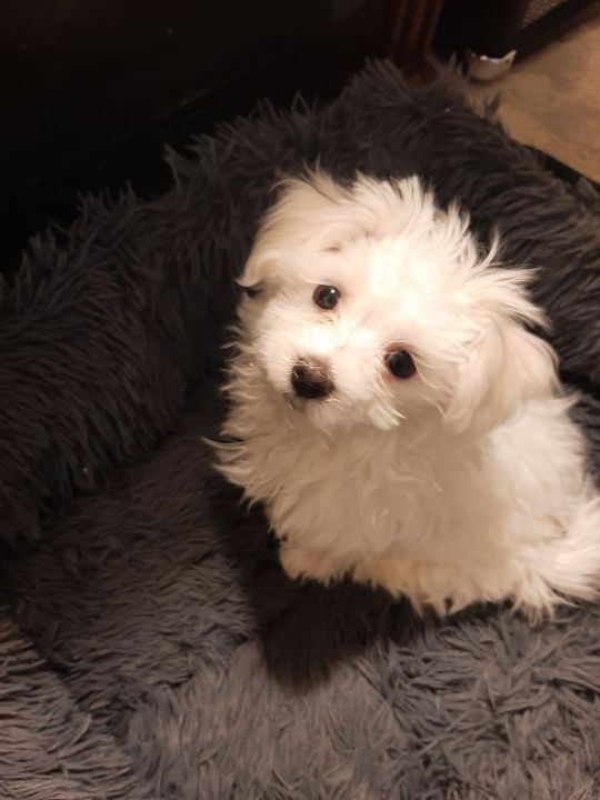 maltese Puppies For rehoming