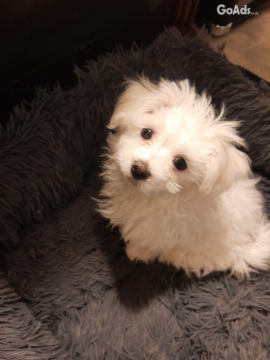 Maltese Puppies For rehoming