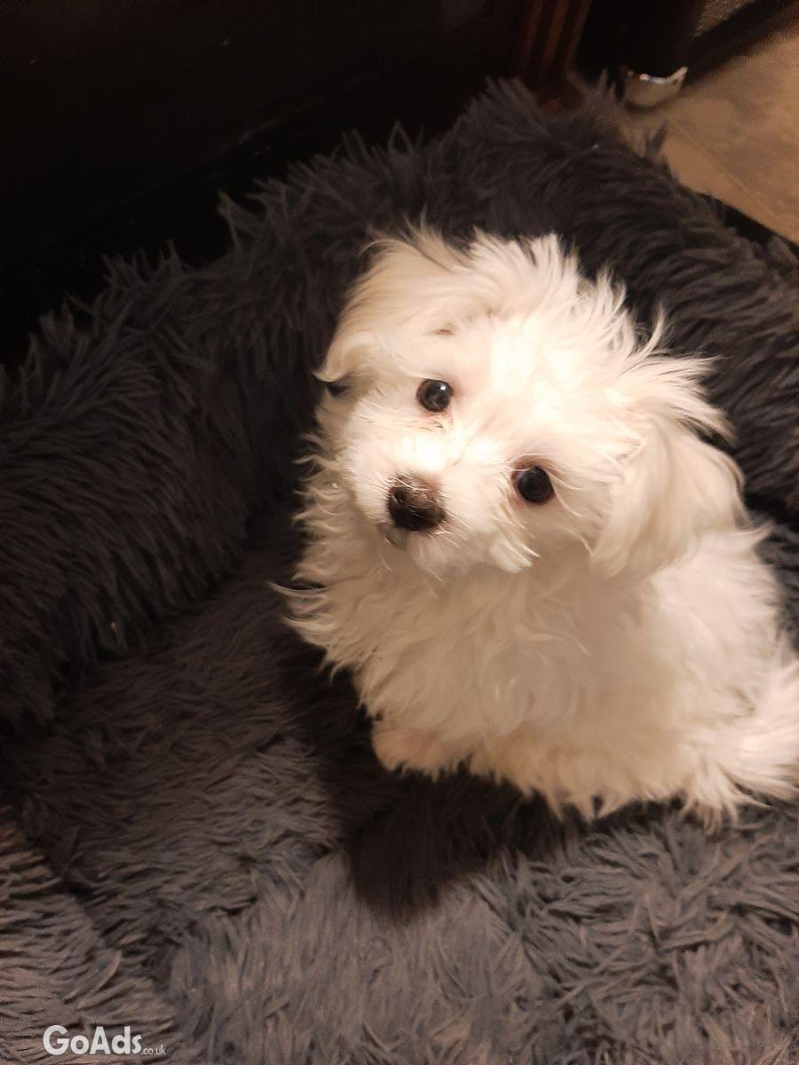 Maltese Puppies For rehoming