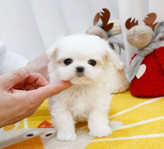 MALTESE PUPPIES FOR SALE NOW