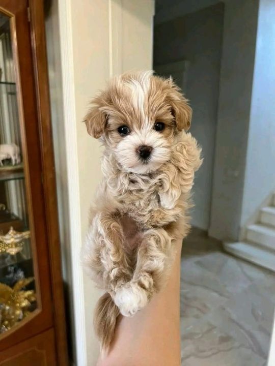Maltese puppies