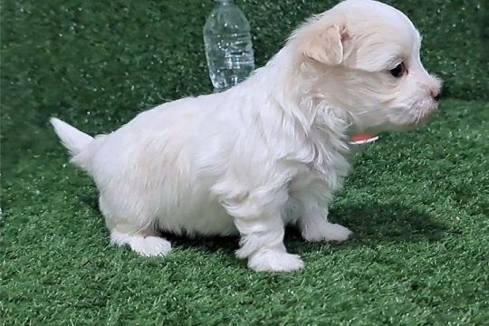 Maltese puppy