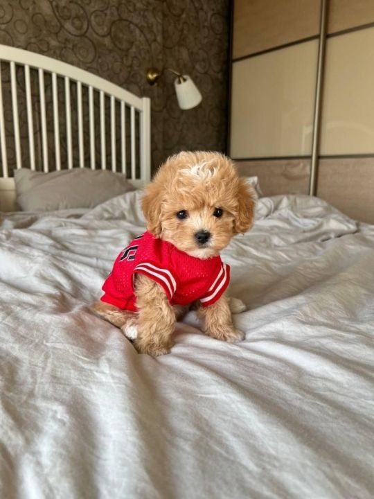 Maltipoo for adoption***