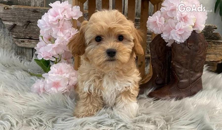 MALTIPOO PUPPIES FOR SALE....