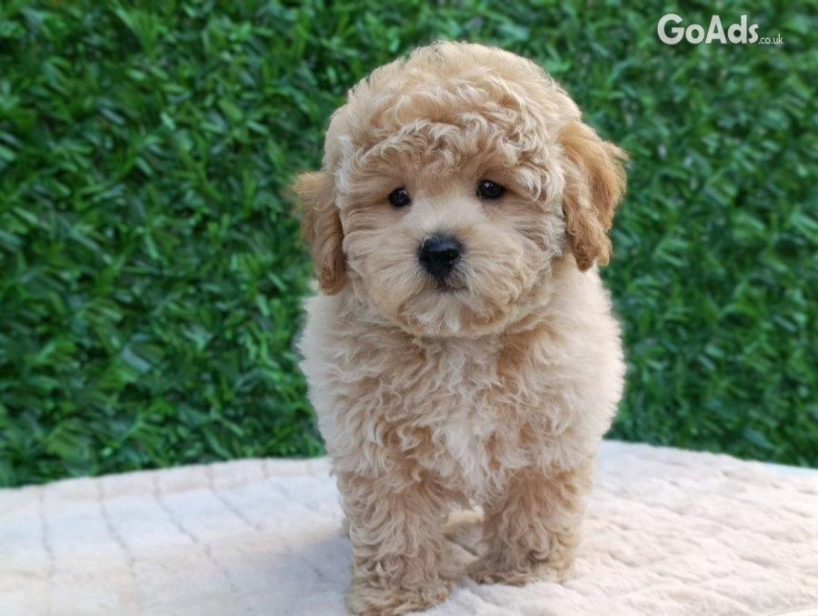 Maltipoo puppies - perfect pets!
