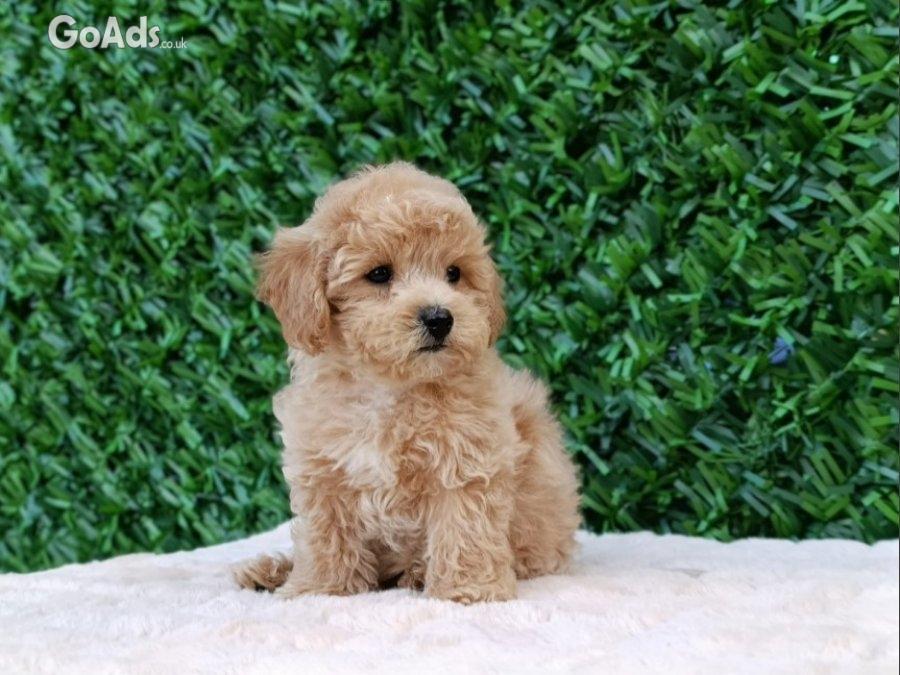 Maltipoo puppies - perfect pets!