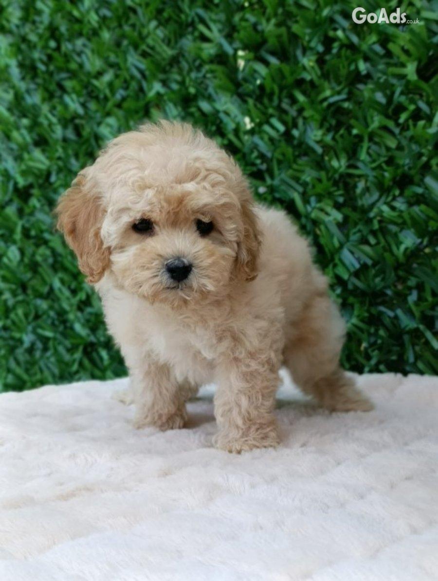 Maltipoo puppies - perfect pets!