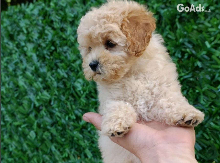 Maltipoo puppies - perfect pets!