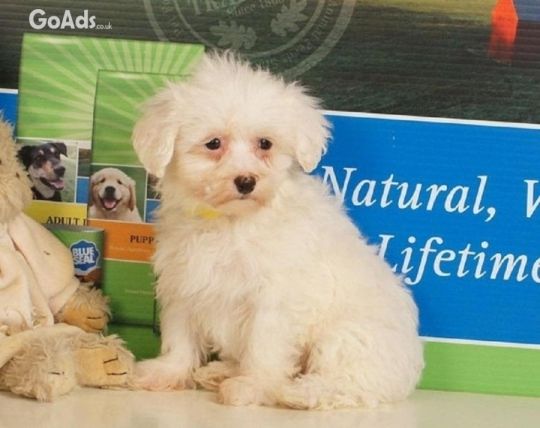 Maltipoo puppies ready for a new home