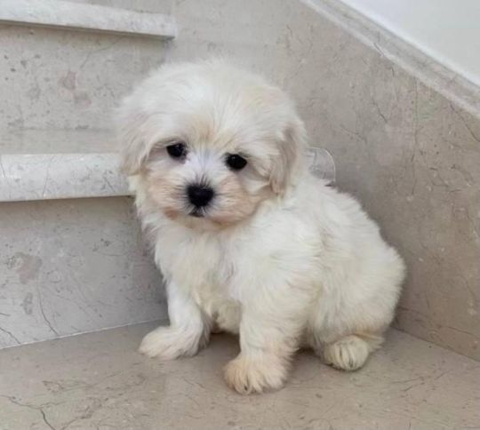 Maltipoo puppies