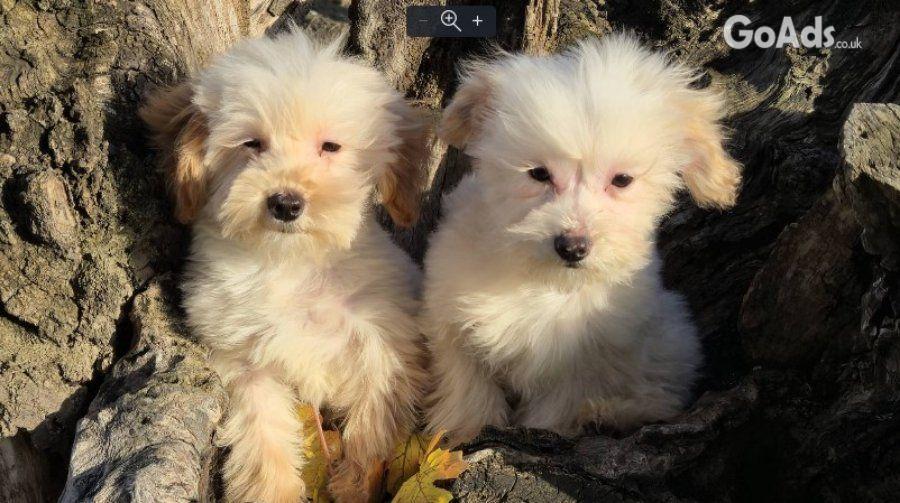 Maltipoo toy puppies