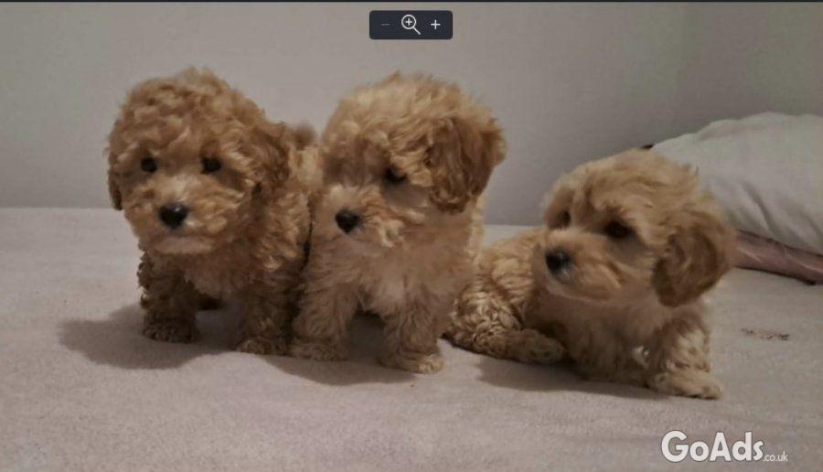 Maltipoo toy puppies
