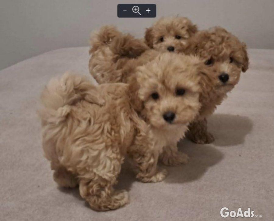 Maltipoo toy puppies