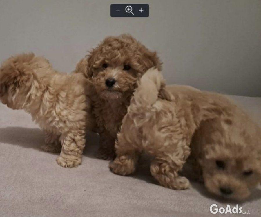 Maltipoo toy puppies