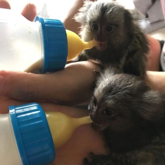 Marmoset a Forever Home