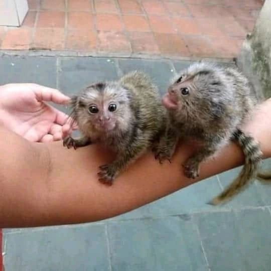 Marmoset and capuchin monkeys for sale