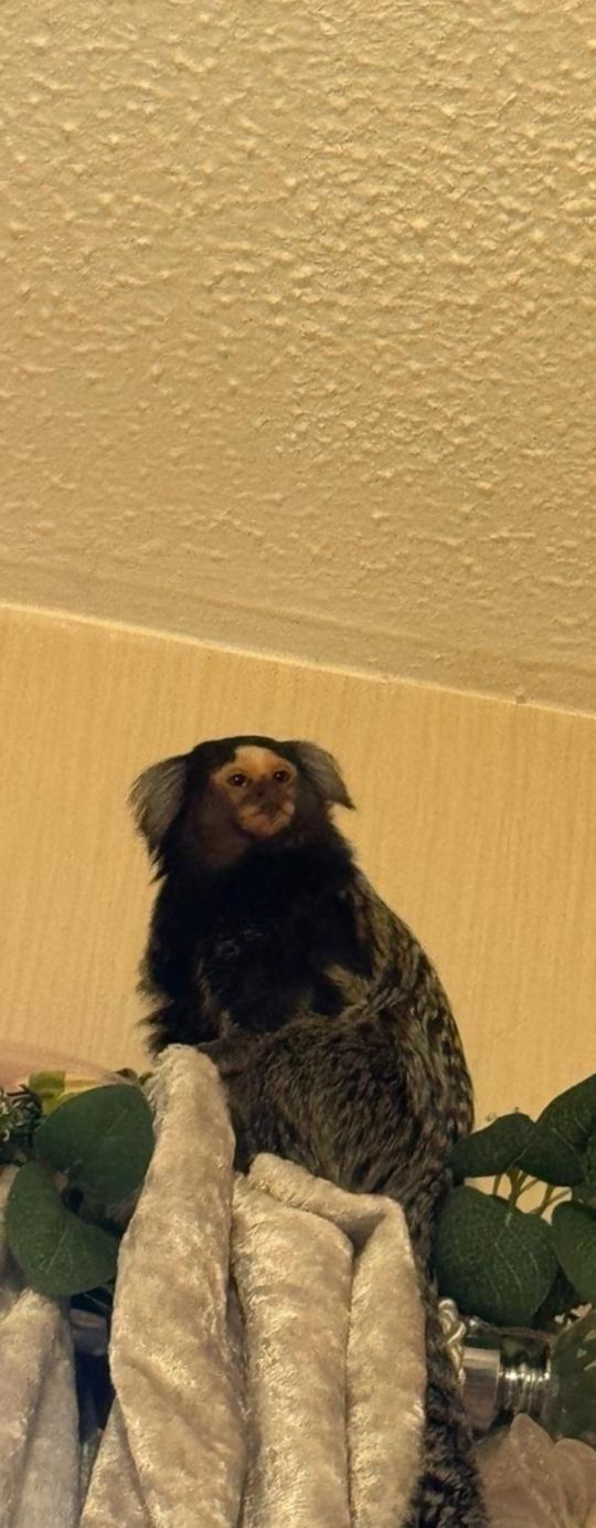 Marmoset finger
