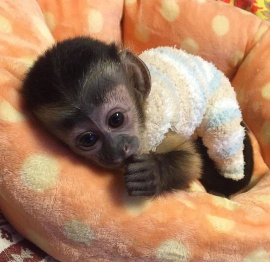 Marmoset monkey and capuchin Monkey available
