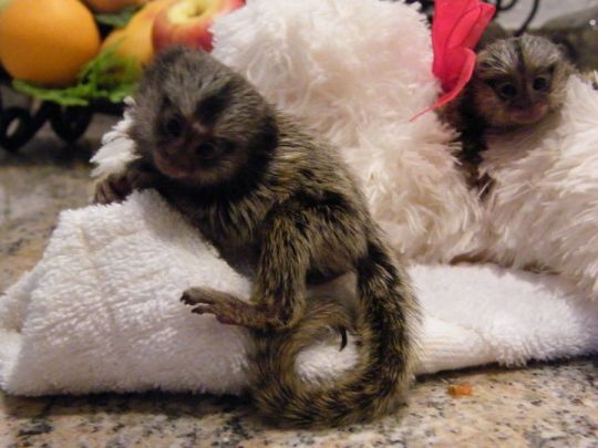Marmoset Monkeys for adoption