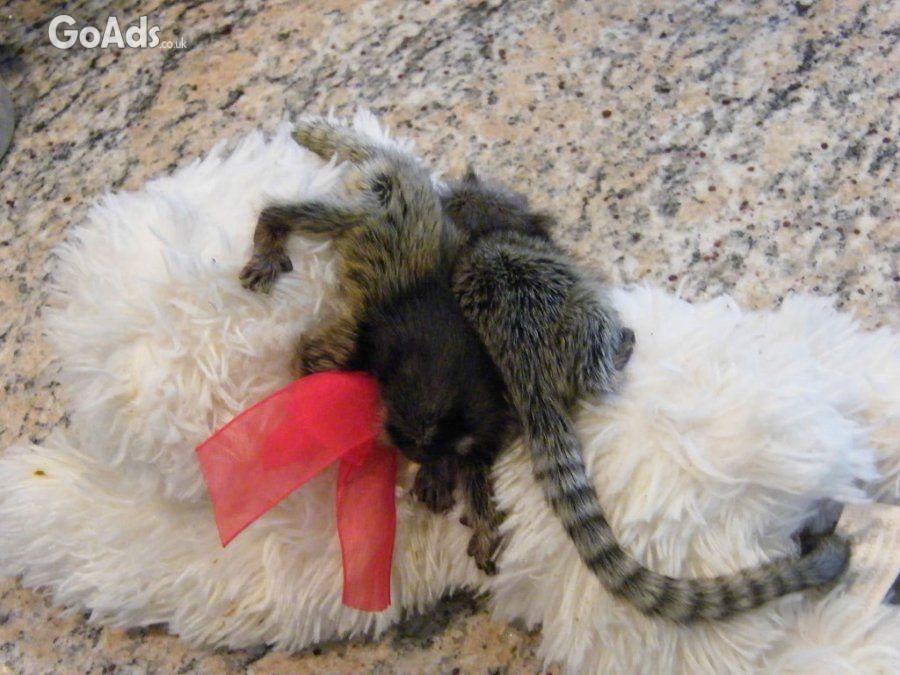 Marmoset Monkeys for adoption