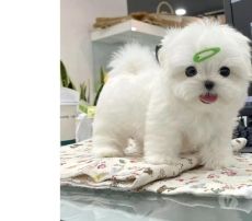 Marvelous Maltese for adoption