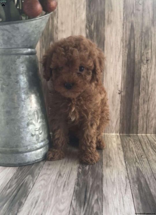 Meet Brinn Our super cuttie Cavapoo Puppy