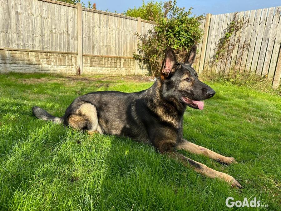 Meet Sonny, the Exceptional 18 Months Old German Shepherd for Sale! 