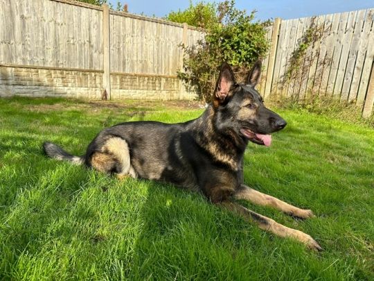 Meet Sonny, the Exceptional 18 Months Old German Shepherd for Sale!