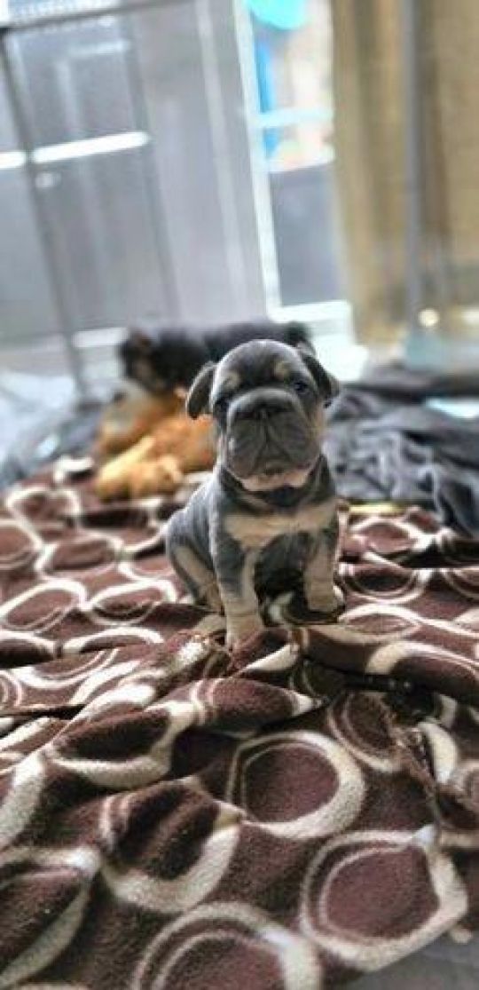Micro Lilac&tan big ropes fluffy testable cream french bulldog