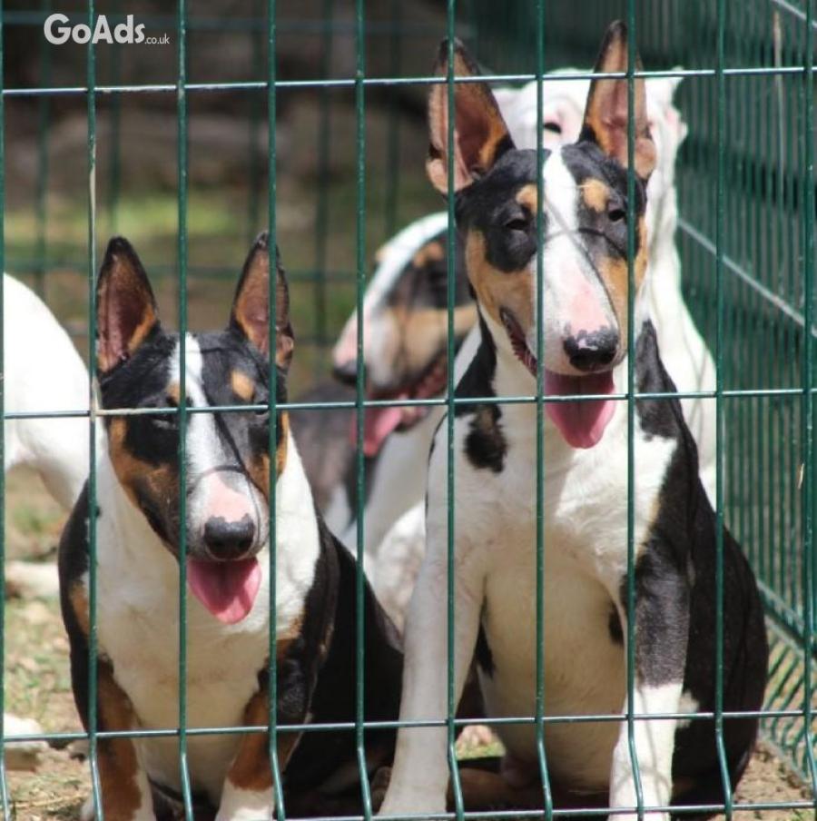 Mini bull terriers