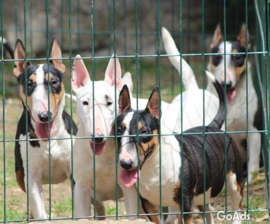 Mini bull terriers