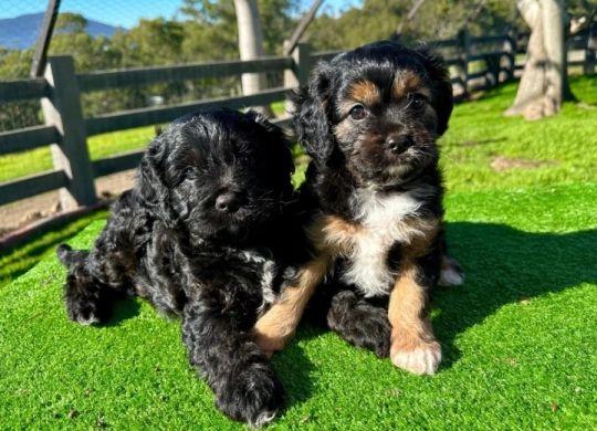 Mini Cavoodle Puppies For Sale