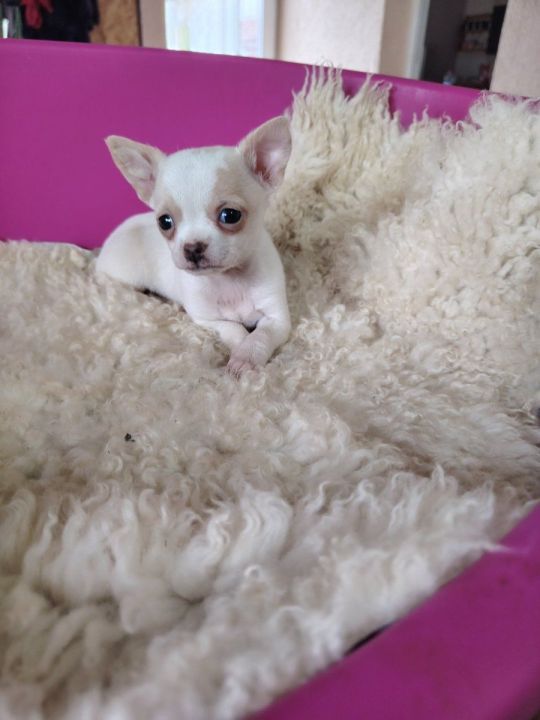 Mini chihuahuas beautiful pupies